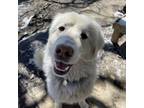 Adopt Emma a White Maremma Sheepdog / Mixed Breed (Medium) / Mixed (short coat)