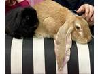 Adopt Olive and Cashew a Tan Lop, English / Mixed (short coat) rabbit in