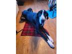 Adopt Levi a Black - with White Great Dane / Mixed dog in Appleton