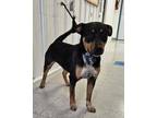 Adopt Diamond a Black Rottweiler / Mixed dog in Freeport, IL (41086566)
