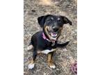 Adopt Tilly a Black - with Tan, Yellow or Fawn Rottweiler / Mixed Breed (Medium)