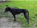 Adopt Breeze a Black Greyhound / Mixed dog in Santa Rosa, CA (41086534)