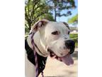 Adopt Faith a White Boxer / Mixed dog in Kingwood, TX (41086391)
