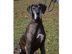 Adopt Desiree a Brindle - with White Great Dane / Mixed dog in Byron