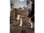 Adopt Puppies a Gray/Blue/Silver/Salt & Pepper American Pit Bull Terrier / Mixed