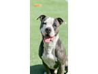 Adopt Turbo a Gray/Silver/Salt & Pepper - with White Mixed Breed (Medium) /