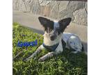 Adopt Gucci a White - with Black Papillon / Terrier (Unknown Type