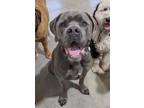 Adopt Big Boy Blue a Gray/Blue/Silver/Salt & Pepper Cane Corso / Mixed dog in