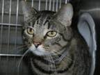 Adopt UNI a Brown Tabby Domestic Shorthair / Mixed (short coat) cat in Pasadena
