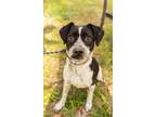 Adopt Melanie a Black - with White Border Collie / Mixed Breed (Small) / Mixed