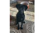 Adopt Gloria a Black Labrador Retriever / Mixed dog in West Springfield