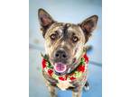Adopt Shayla a Brindle Shepherd (Unknown Type) / Mixed dog in Anza