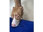 Adopt Ruby a Brown/Chocolate - with Tan American Pit Bull Terrier / Mixed dog in