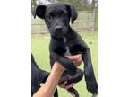 Adopt Gil a Black Labrador Retriever / Mixed dog in Charleston, SC (40888499)