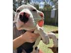 Adopt Fran a White American Pit Bull Terrier / Mixed dog in Charleston