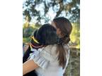 Adopt Bex a Black Labrador Retriever / Mixed dog in Charleston, SC (40743237)