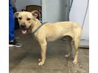 Adopt Zoey a Tan/Yellow/Fawn Mixed Breed (Medium) / Mixed dog in Georgetown