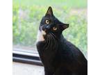 Adopt Gio a All Black Domestic Shorthair / Domestic Shorthair / Mixed cat in