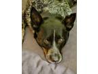 Adopt Ladybug a Black - with Gray or Silver Australian Cattle Dog / Mixed dog in