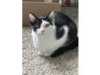 Adopt Chip a Black & White or Tuxedo Domestic Shorthair (short coat) cat in