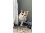 Adopt Moana a Calico or Dilute Calico Domestic Shorthair (short coat) cat in