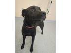 Adopt Panther a Black Mixed Breed (Medium) / Mixed dog in Reidsville