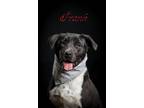 Adopt Frank a Black - with White American Pit Bull Terrier / Mixed dog in