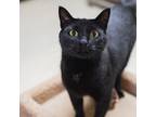 Adopt Bo a All Black Domestic Shorthair / Domestic Shorthair / Mixed cat in