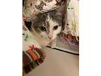 Adopt Wendy a Gray or Blue (Mostly) Domestic Shorthair (short coat) cat in