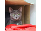 Adopt Louie a Gray or Blue Domestic Shorthair / Domestic Shorthair / Mixed cat