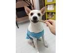 Adopt Gang-i a White - with Tan, Yellow or Fawn Jindo / Terrier (Unknown Type