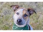 Adopt Jerry a Tricolor (Tan/Brown & Black & White) Australian Cattle Dog /