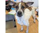 Adopt Olive a Brown/Chocolate Mixed Breed (Medium) / Mixed dog in Georgetown