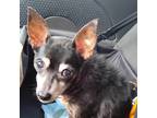 Adopt Quella a Black - with Tan, Yellow or Fawn Rat Terrier / Mixed dog in