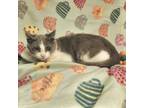 Adopt Lyle a Gray or Blue Domestic Shorthair / Domestic Shorthair / Mixed cat in