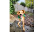 Adopt Macaroni a Tan/Yellow/Fawn Shepherd (Unknown Type) / Labrador Retriever /