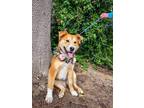 Adopt Penne a Tan/Yellow/Fawn Shepherd (Unknown Type) / Chow Chow / Mixed dog in