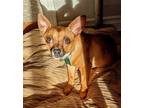 Adopt Ivy - Cute Chi Girl a White - with Red, Golden, Orange or Chestnut