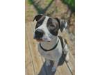 Adopt Prince a Pit Bull Terrier / Mixed dog in Norman, OK (41084503)