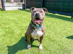 Adopt PACO a Brown/Chocolate Pit Bull Terrier / Mixed dog in Tustin