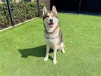 Adopt NILES a Siberian Husky / Mixed dog in Tustin, CA (39221810)