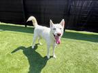 Adopt GALANT a White Siberian Husky / Mixed dog in Tustin, CA (40158493)