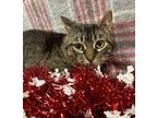 Adopt Atwood a Brown or Chocolate Domestic Shorthair / Domestic Shorthair /