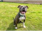 Adopt MAXIMUS a Gray/Blue/Silver/Salt & Pepper Pit Bull Terrier / Mixed dog in
