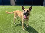 Adopt ROB a German Shepherd Dog / Mixed dog in Tustin, CA (40781059)