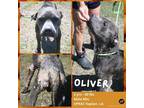 Adopt Oliver a Gray/Blue/Silver/Salt & Pepper Terrier (Unknown Type