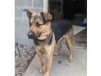 Adopt MAGNITUDE a Tan/Yellow/Fawn German Shepherd Dog / Mixed Breed (Medium) /