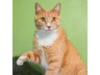 Adopt Tommy a Orange or Red Domestic Shorthair / Mixed Breed (Medium) / Mixed