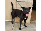 Adopt Concrete a Black Labrador Retriever / American Pit Bull Terrier dog in