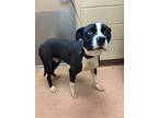 Adopt Reba a Black Labrador Retriever dog in Alvin, TX (41083884)